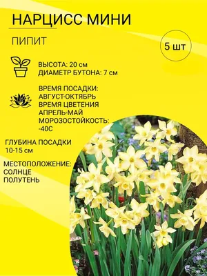 Смесь нарциссов - купить луковицы цветов с доставкой по Украине в магазине  Добродар