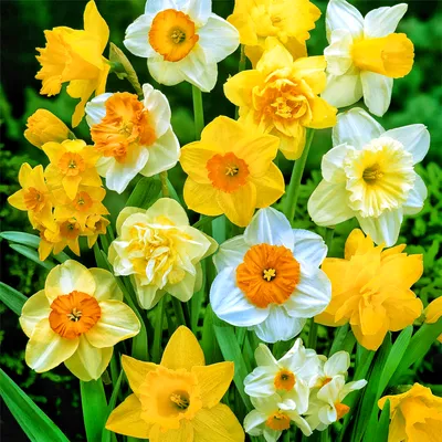 Нарцисс искусственный желтый большой Real люкс весенние цветы - Чарівна  Крамничка - интернет магазин подарков и декора