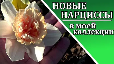 Новые сорта нарциссов в моей коллекции. Фото и названия | Любимая усадьба |  Дзен