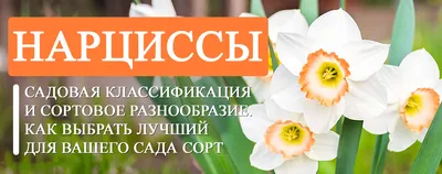 Садовая классификация нарциссов: все что нужно знать об этом прекрасном  цветке