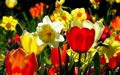 Обои цветы, природа, весна, нарциссы картинки на рабочий стол, раздел цветы  - скачать