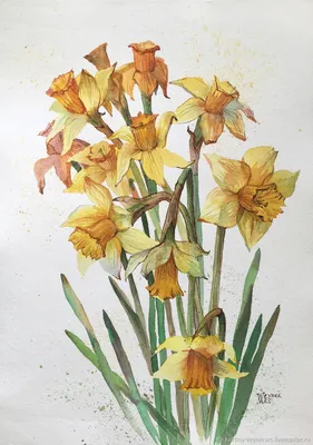 Картина Нарциссы. Весенние цветы. Ботаническая живопись – купить онлайн на  Ярмарке Мастеров – QJJRMRU | Картины, Санкт-Петербург