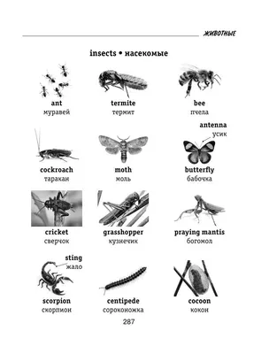 Странные названия насекомых в английском языке — топ 8