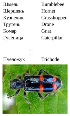 Тест: названия насекомых на английском языке (часть 1, уровень: легкий) |  English Cats | Дзен