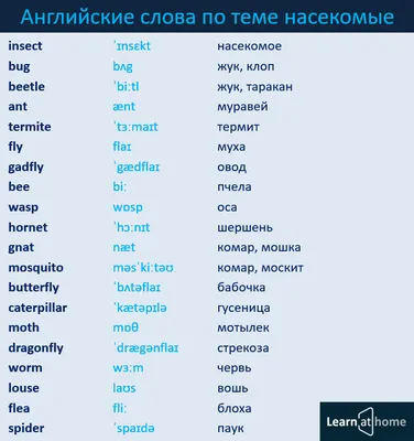 Насекомые по-английски #english #vocabulary #insect #английский #насекомые  | English vocabulary, English language learning, English language