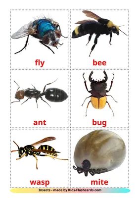 Насекомые на английском языке. English Vocabulary - Insects - YouTube