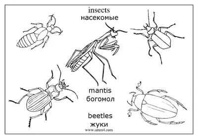 Насекомые на английском языке