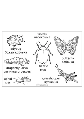 Ванагель Т. Е. Английский с пеленок.Обучающие раскраски. Насекомые - купить  в интернет-магазине в Москве - 
