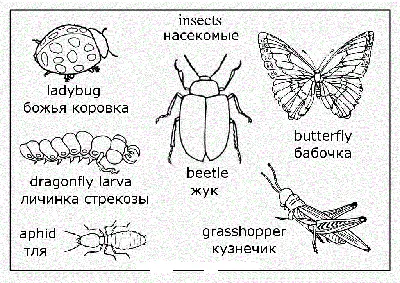 СЛОВА НА ТЕМУ "НАСЕКОМЫЕ" НА АНГЛИЙСКОМ ЯЗЫКЕ С ПЕРЕВОДОМ,ОЗВУЧКОЙ - YouTube