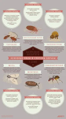 Какие насекомые вредят нашим растениям? Фото — Ботаничка