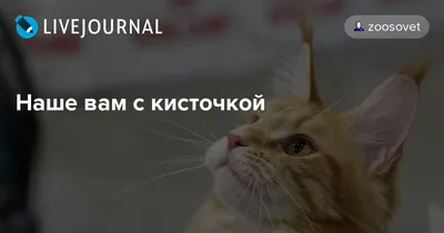 Иллюстрация 6 из 52 для Наше вам с кисточкой! - Виктор Чижиков | Лабиринт -  книги. Источник: Лабиринт