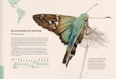 Виды бабочек: фото, названия и описание самых красивых и распространенных  насекомых