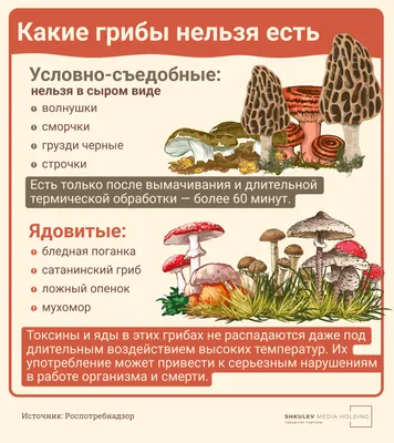 Сколько видов грибов с гордостью носят название Белый гриб | Грибы:  собираем, готовим, едим | Дзен