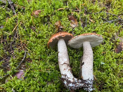 Грибы растущие на живой берёзе. Название этих грибов неизвестно. | Mushroom  pictures, Stuffed mushrooms, Food