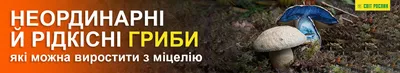 Сколько видов грибов с гордостью носят название Белый гриб | Грибы:  собираем, готовим, едим | Дзен