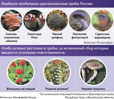 Царство грибы | Удоба - бесплатный конструктор образовательных ресурсов