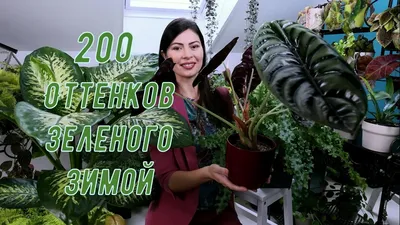 Комнатные растения и цветы купить в Москве по низким ценам | Домашние цветы  и растения в интернет-магазине с доставкой по РФ