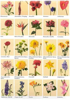 Комнатные цветы: фото, названия и описание популярных домашних растений