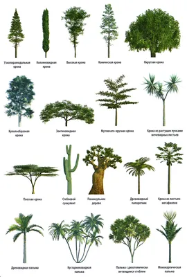 Листья деревьев картинки с названиями для детей