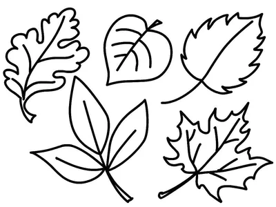 Раскраски Раскраска Листья деревьев Лист Лист Дерева растения, Раскраска  Раскраска листья деревьев растения.