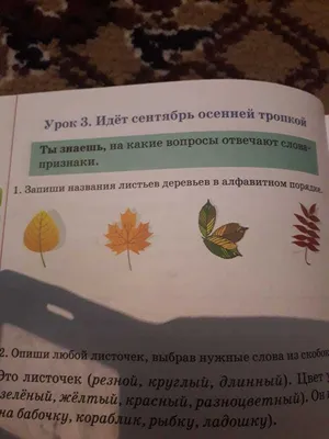 Лиственные деревья, другие роды (виды) и сорта | Лиственные деревья |  Каталог растений | CАДиК