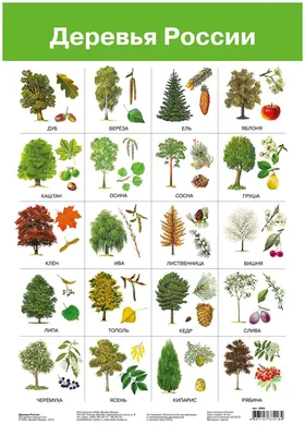 Листья разных деревьев (56 фото) »