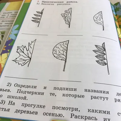 Определи и подпиши названия деревьев - Школьные Знания.com