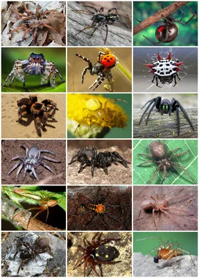 Живущие среди нас: топ-6 самых ядовитых пауков планеты —  — В  мире, Lifestyle на РЕН ТВ
