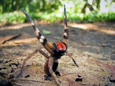 Пауки-волки (Lycosidae) - Picture Insect