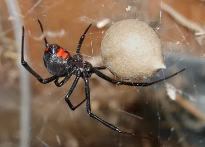 Ученый открыл семь новых видов пауков-скакунов — НикВести — Новости  Николаева