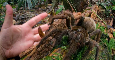 Виды пауков: 🕷️ названия и описание внешности с фото и видео