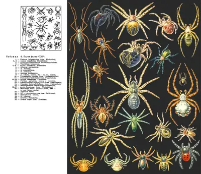 От каракурта до тарантула: Какие уральские пауки наиболее опасны -  Российская газета