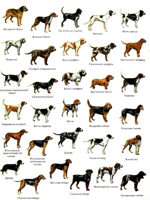 Название пород собак 54 картинки
