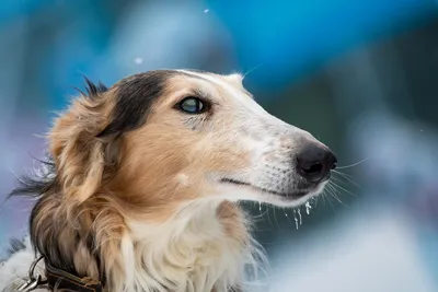 4 породы собак, которые могут надолго оставаться одни - BarberPet