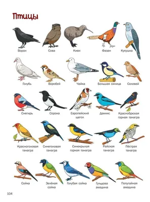 Виды птиц: какие бывают, их названия, характеристики и отличительные черты  | Нелетающие птицы, Птицы, Филиппинский орёл