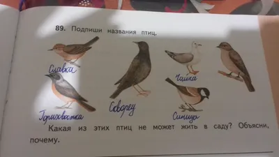 Плакаты (английский). Domestic Birds (Домашние птицы) (44 х 59 см)