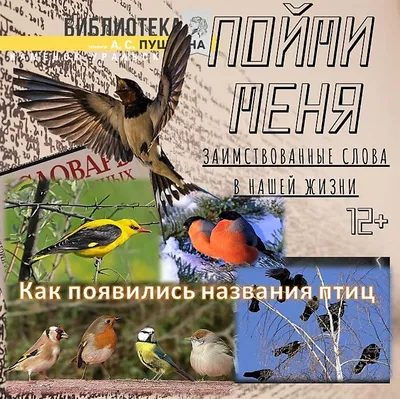 Голодное название птицы-тиськи Парус Майор съедает семя подсолнечника в  засасывательнике для птиц. Птица в форме дома Стоковое Изображение -  изображение насчитывающей висеть, бобра: 161895209