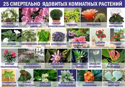 КОМНАТНЫЕ РАСТЕНИЯ ФОТО И НАЗВАНИЯ | Неприхотливые цветущие растения | Мир  цветов | Постила