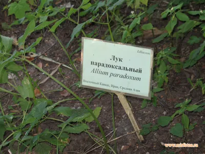 Узнать название растения | Пикабу