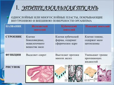 Что такое ткань. Ткани растительного организма и их функции