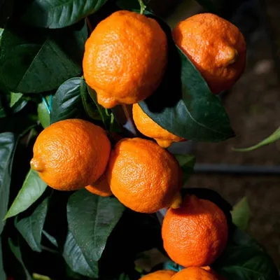 4 шт., инструмент для чистки апельсинов и цитрусовых | AliExpress