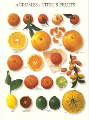 Овощечистка для апельсинов, терка для лимона из нержавеющей стали, нож для  чистки цитрусовых и фруктов, практичные открывалки для фруктов и  грейпфрутов, кухонные аксессуары | AliExpress