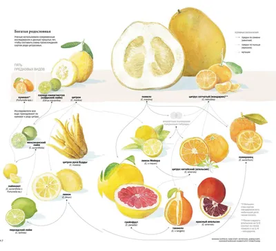 9 цитрусов, которые вы еще не пробовали –  Медіа про життя і  технології в ньому
