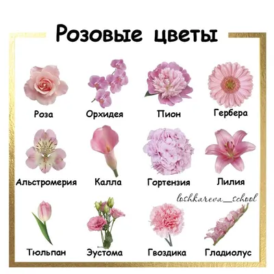 название цветов | Wedding flower guide, Flower guide, Orange wedding flowers