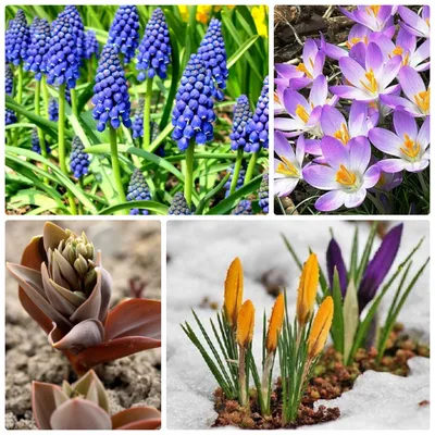 Весенние цветы в саду: ТОП популяных первоцветов, время посадки и цветения