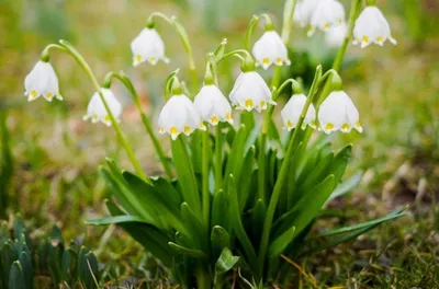 Первые весенние цветы - названия и фото - Форум Все сорта