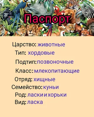 Лиса, медведь, волк и заяц: как в русском языке появились названия