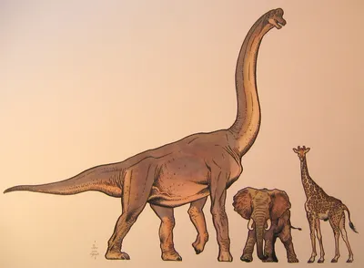 Самый большой динозавр в мире, самые большие динозавры, самый крупный  динозавр, какой самый длинный динозавр самый огромный травоядный, динозавры  онлайн dinosaurs, бесплатно динозавры хищные, фото динозавры юрского  периода, доисторические динозавры в ...