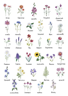 Названия цветов по алфавиту картинки