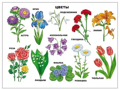 Картинки названия цветов комнатных по алфавиту (66 фото) » Картинки и  статусы про окружающий мир вокруг
